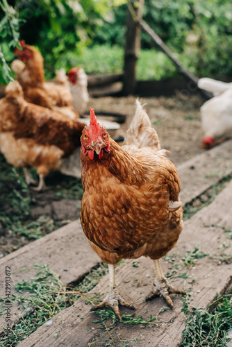 Chicken on the farm. Happy animals at home farming organic culture. Natural living lifestyle animal bird