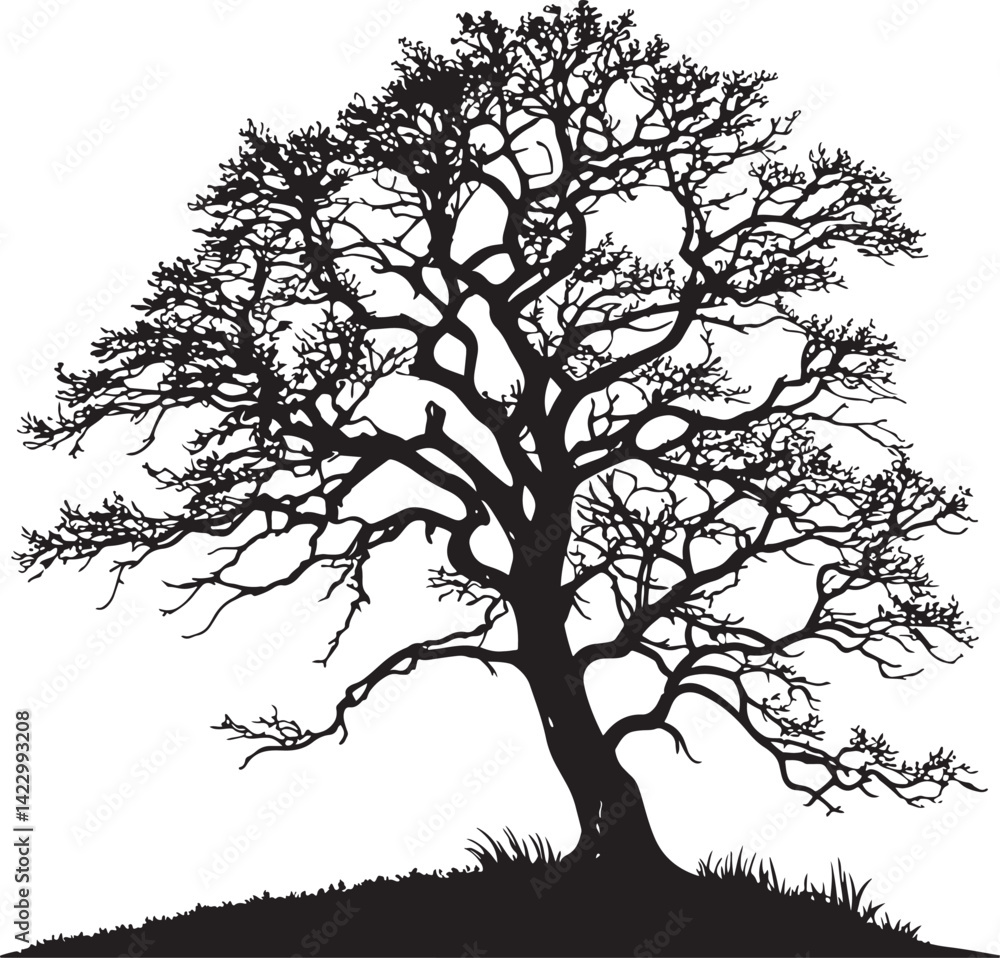 Obraz premium Pedunculate Oak tree silhouette vector illustration