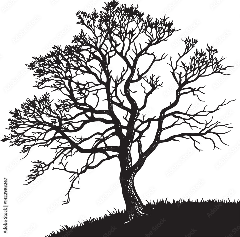 Obraz premium Pedunculate Oak tree silhouette vector illustration