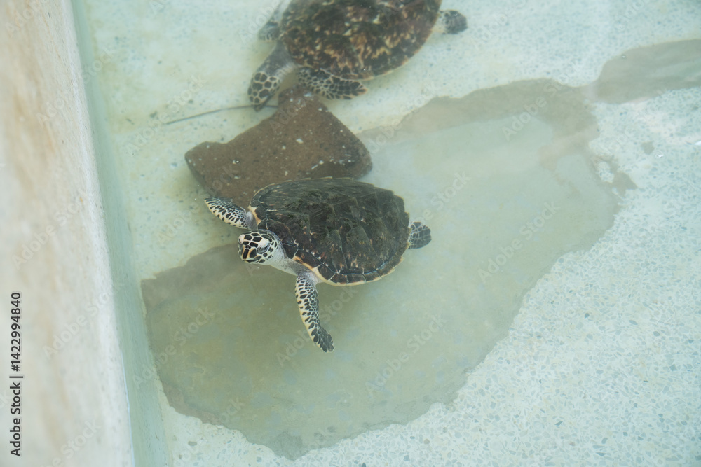 Obraz premium Sea turtles swim gracefully in clear water at a marine conservation center during a sunny afternoon