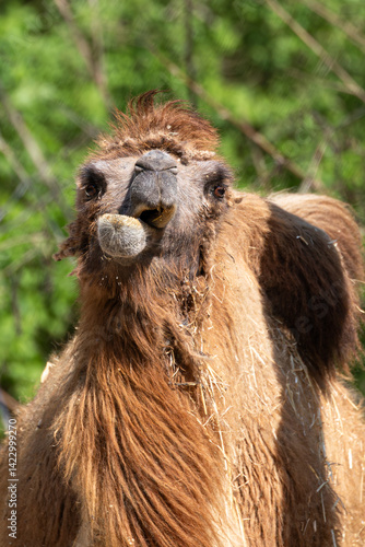 A humorous close-up of a Bactrian camel mid-chew, capturing its quirky expression and vibrant brown fur in natural lighting