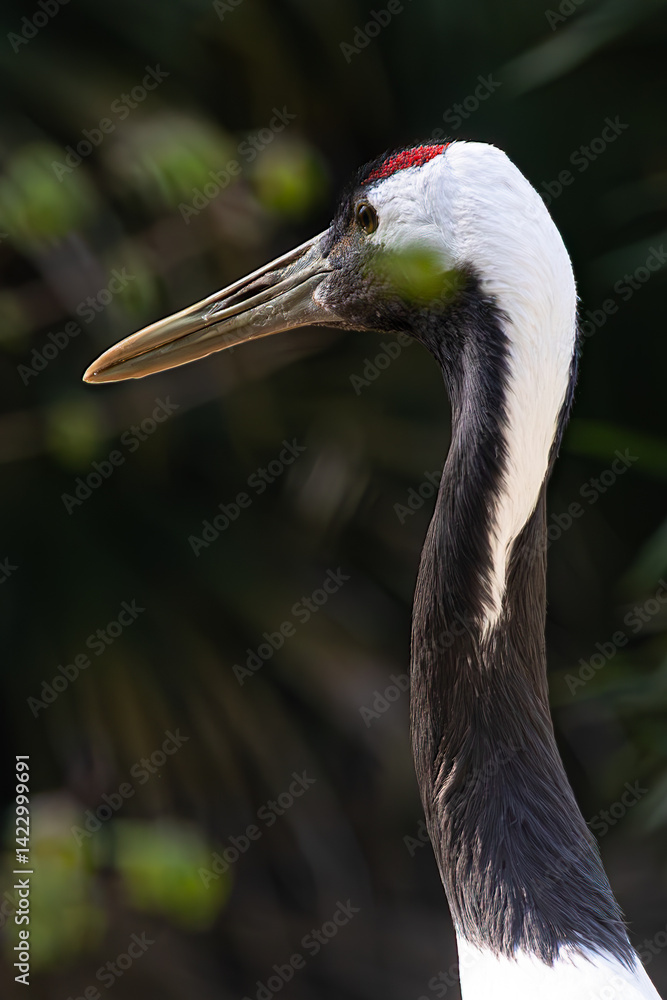 Beautiful Red-crowned crane head & neck in profile. Detailed wildlife portrait with elegant posture.