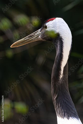 Obraz na płótnie Beautiful Red-crowned crane head & neck in profile. Detailed wildlife portrait with elegant posture. w salonie