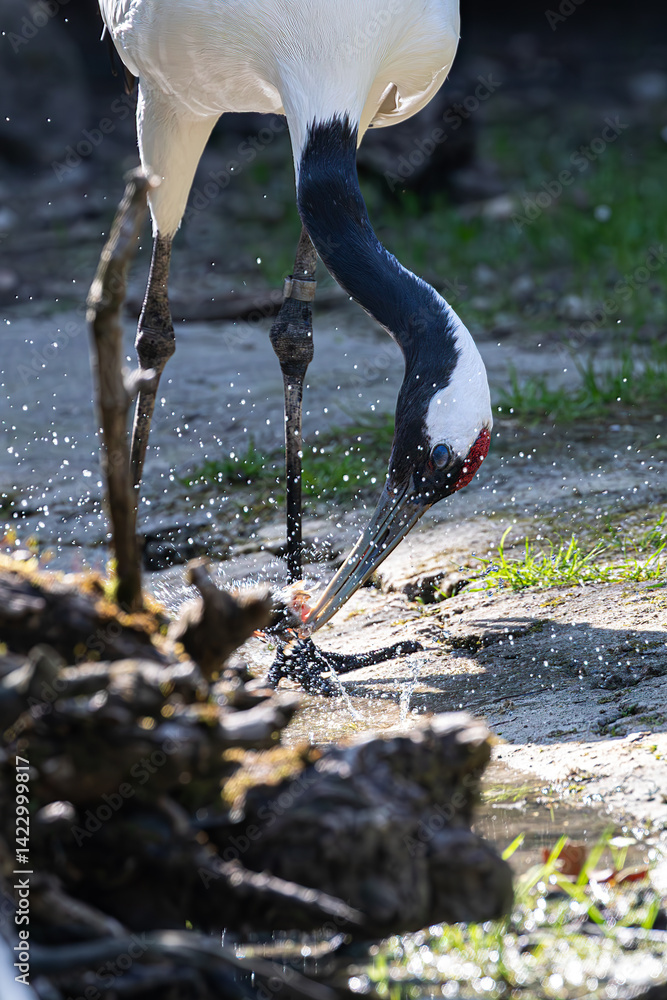 Red-crowned crane splashing water while searching for food. Dynamic moment with spray.