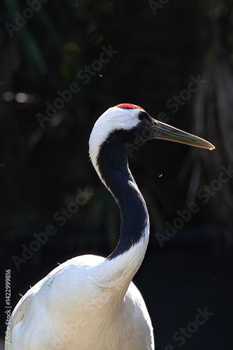 Profile shot of a majestic Red-crowned crane. Capturing head detail, red crown, and graceful neck. Nature bird.
