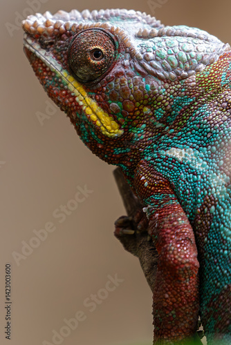 Obraz na płótnie Macro shot of an exotic chameleon's eye and scales. Showing amazing natural patterns and texture. w salonie