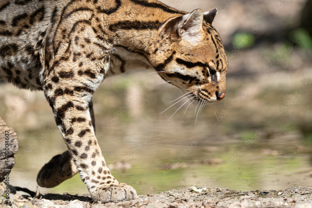 Ocelot (Leopardus pardalis) head profile. Detailed view of spotted fur, whiskers, and eye. Wildlife.