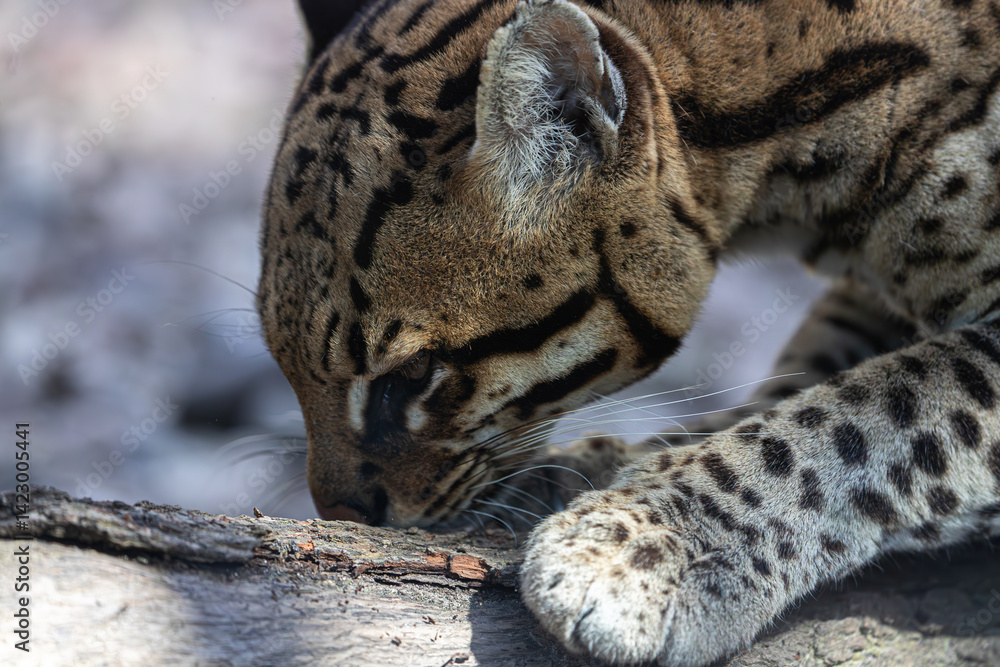 Leopardus pardalis nose and paw on wood. Macro view of pattern and texture.