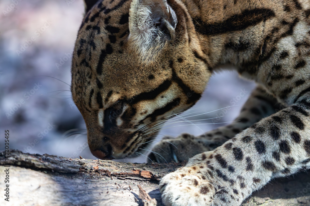 Wildlife detail: Leopardus pardalis nose close to a log. Capturing the action of sniffing.