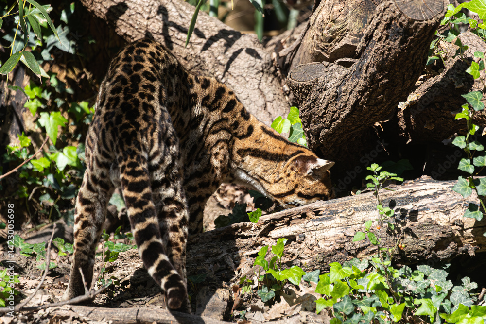 Leopardus pardalis on fallen wood. Spotted wild cat in natural environment landscape.