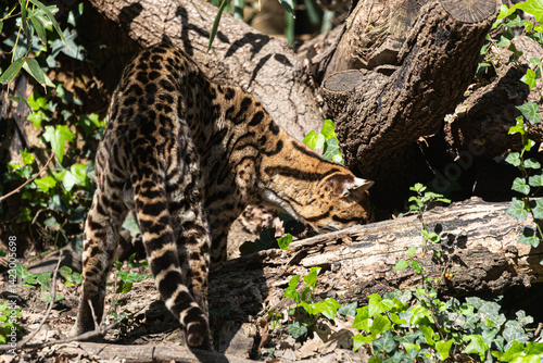 Leopardus pardalis on fallen wood. Spotted wild cat in natural environment landscape.