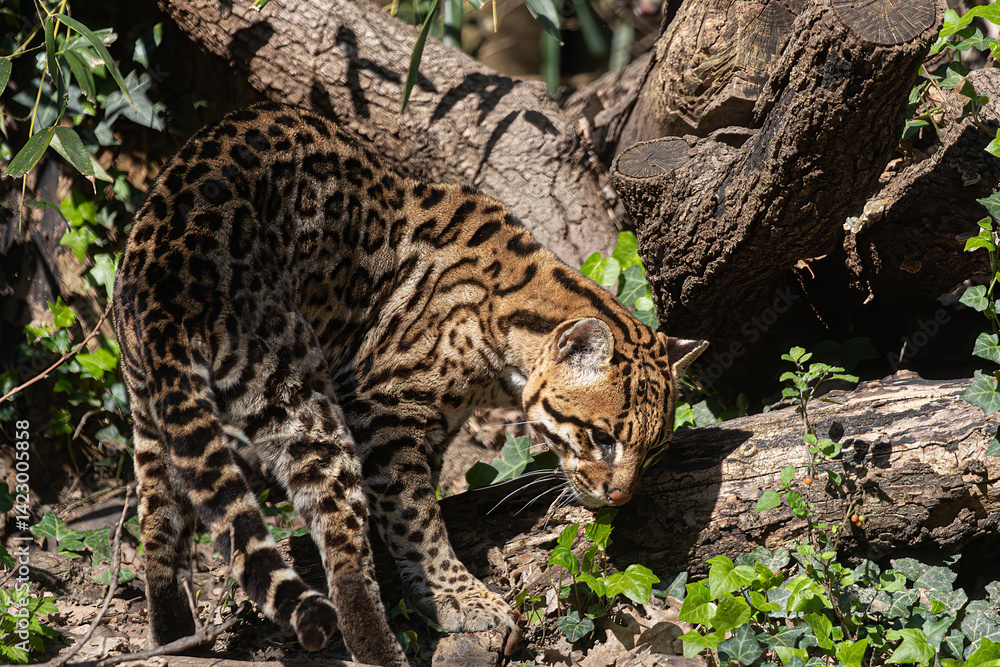 Ocelot on a tree trunk. Wildlife scene showing beautiful pattern and pose.