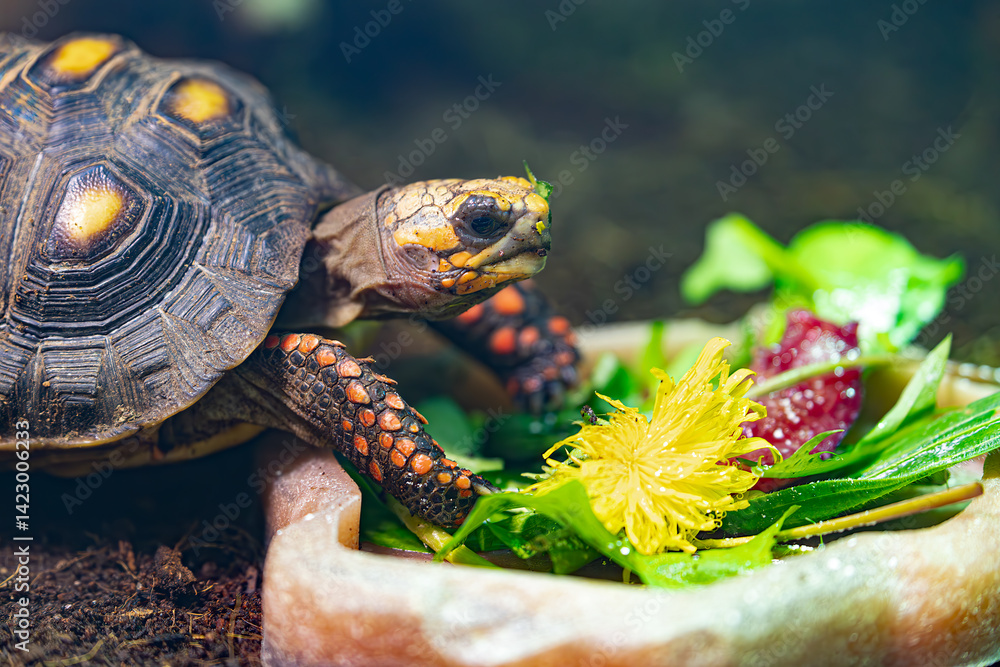 Tortoise portrait: Side view close-up of reptile eating vibrant leaves and flower from bowl.