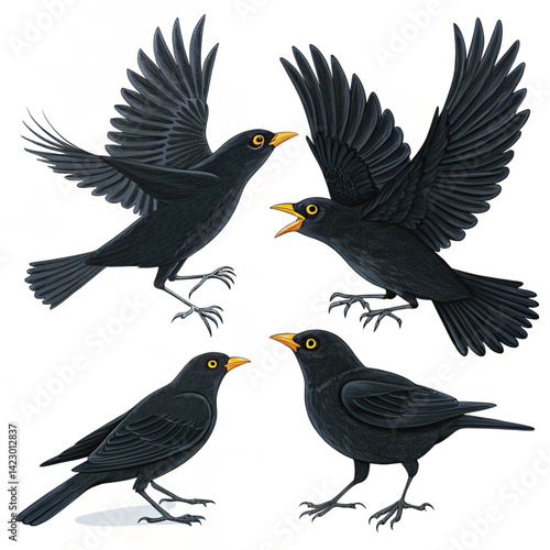 set of birds