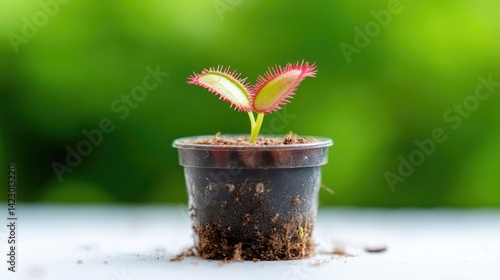 Young Venus flytrap plant growing in a small plastic pot against a soft green bokeh background.
