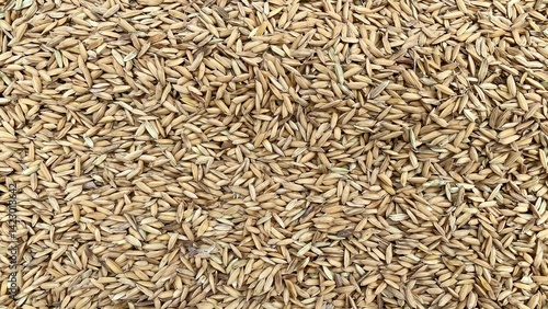Harvested rice grains texture.