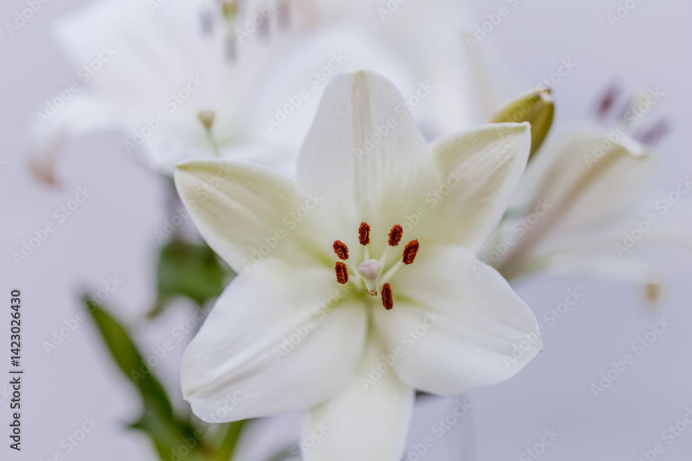 Lys blanc Lys blanc