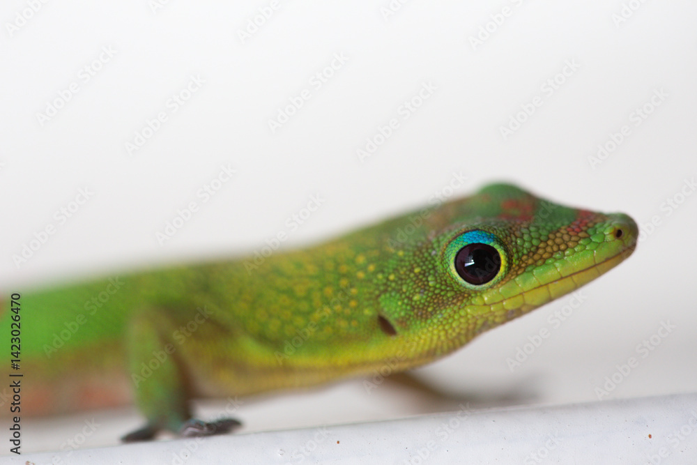 Margouillat vert de la Réunion Margouillat vert de la Réunion