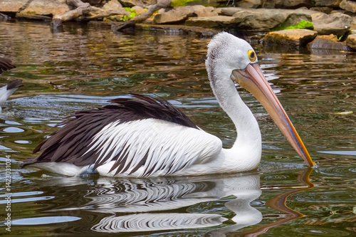 The Australian pelican (Pelecanus conspicillatus) is a large waterbird in the family Pelecanidae, widespread on the inland and coastal waters of Australia and New Guinea, also in Fiji, Indonesia