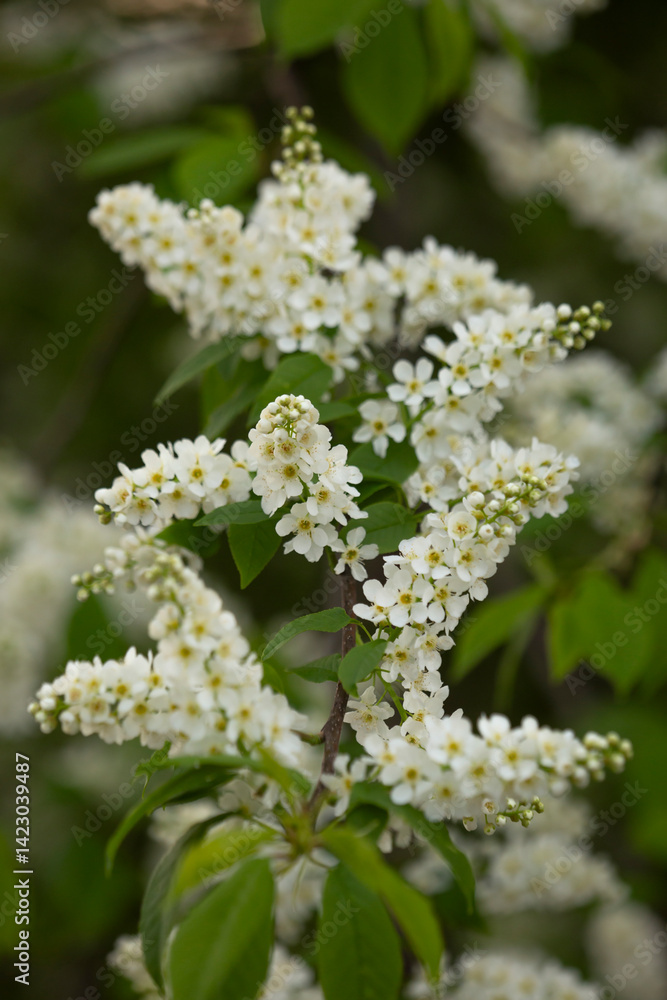 Kwiaty Czeremchy zwyczajnej ( Prunus padus )