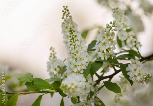 Kwiaty Czeremchy zwyczajnej ( Prunus padus )