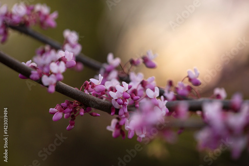 Wiosenny krzew - Judaszowiec  ( Cercis )