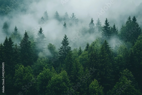Foggy Pine Tree Forest View