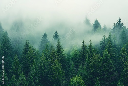 Forest in Fog - Evergreen Trees and Mist photo