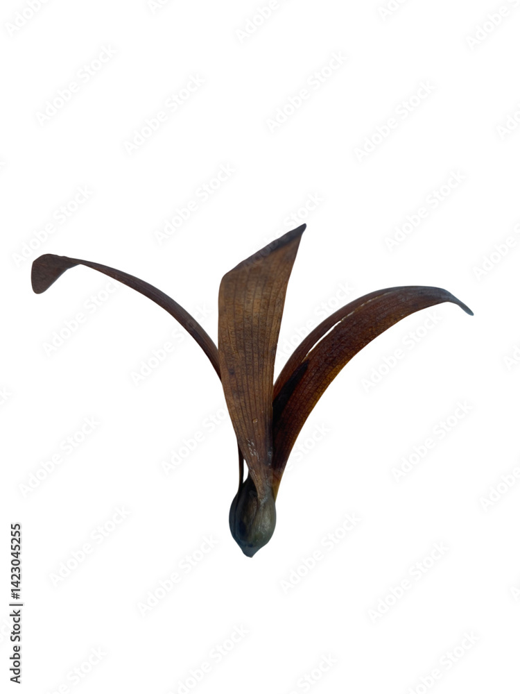Fototapeta premium unique brown seed pod with elongated wings, showcasing natural design that evokes curiosity and beauty in nature. This pod is perfect for artistic and botanical themes