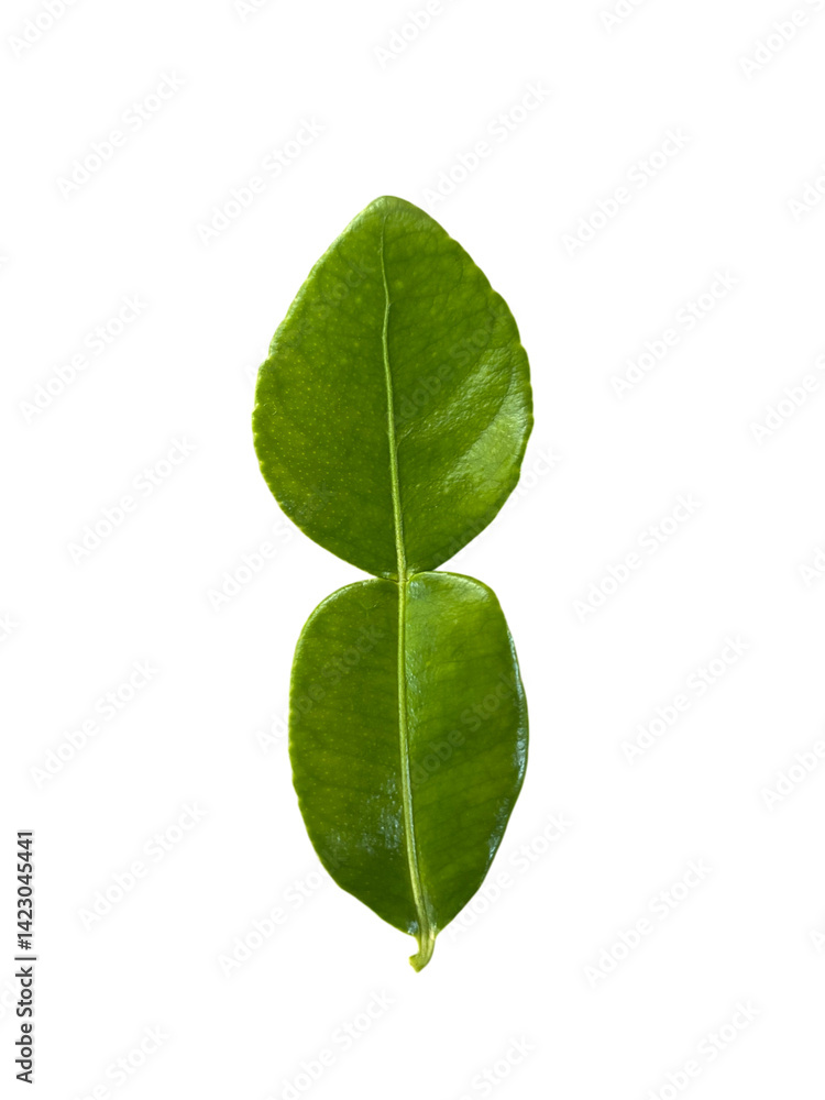 vibrant green leaf with smooth texture, showcasing its natural beauty and freshness. leaf is symmetrical and has glossy appearance, perfect for botanical illustrations or nature themed designs vibrant green leaf with smooth texture, showcasing its natural beauty and freshness. leaf is symmetrical and has glossy appearance, perfect for botanical illustrations or nature themed designs