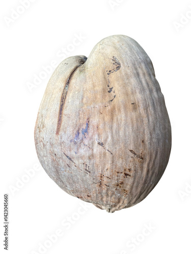 large, textured nut with smooth, rounded shape and natural, earthy color. This nut showcases unique markings and imperfections, highlighting its organic origin and natural beauty