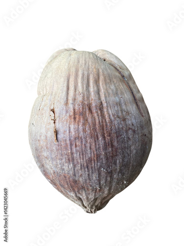 Coconut shell natural texture brown color tropical fruit organic material hard exterior round shape healthy snack culinary use eco friendly product raw ingredient sustainable resource food