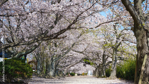 蒼社川沿いの桜