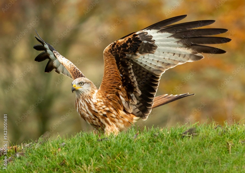 Obraz premium A colorful bird peacefully resting in nature, surrounded by trees, sunlight, and fresh greenery.