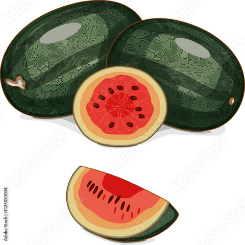 Whole and chopped Black Beauty Watermelon. Citrullus lanatus. Vegetables. Clipart. Isolated vector illustration.