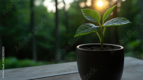 Young plant in pot, sunrise backdrop