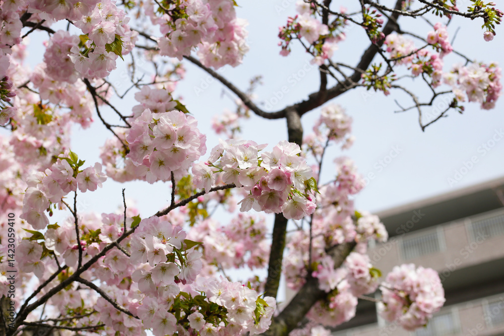 Fototapeta premium Branches of sakura flowers, cherry blossom