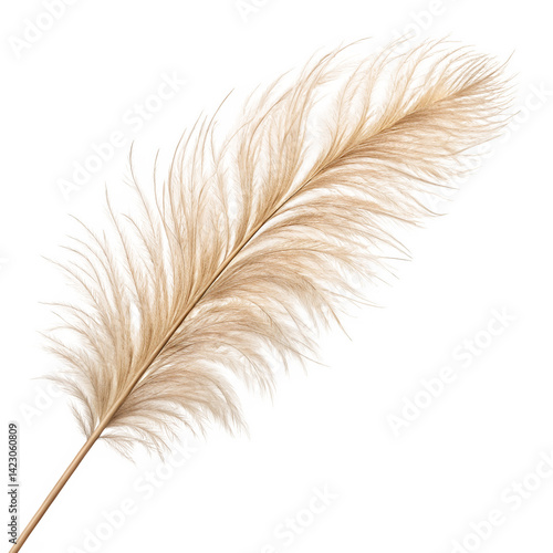 High resolution PNG of pampas grass plume with beige feathery fronds