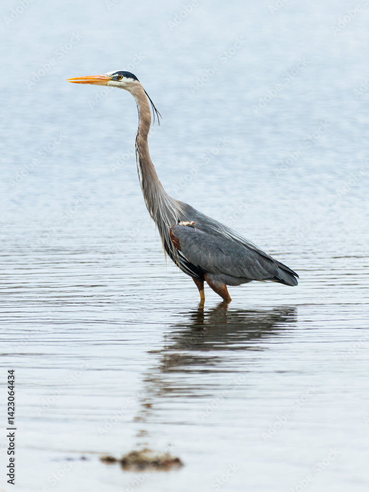 Fototapeta premium Great Blue Heron (Ardea herodias)