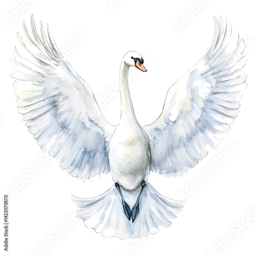 Swan With Spread Wings, watercolor vector, isolated on a white background.