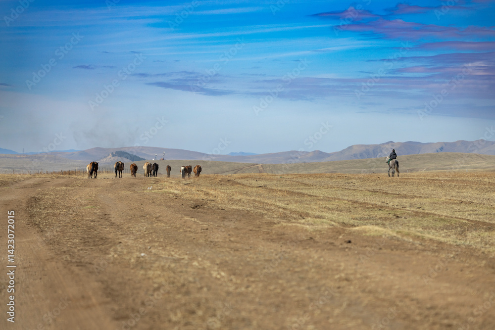 Obraz premium mongolian horses in the wide field
