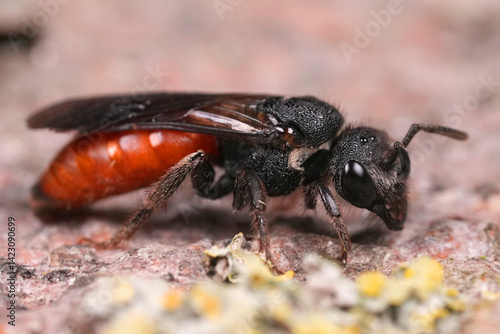 Closeup on the large ruby red colored White-lipped blood bee, Sphecodes albilabris, a parasitic solitary bee species