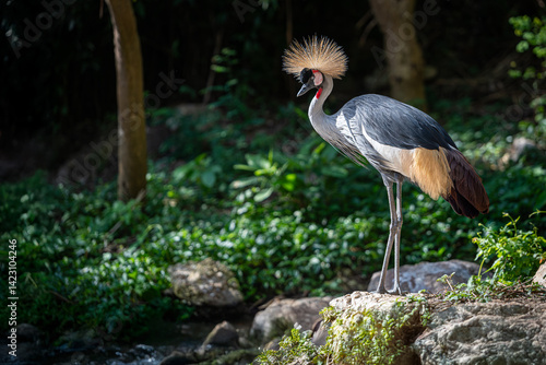 A majestic grey crowned crane standing on a rock in a lush green forest, highlighted by natural sunlight and showcasing its elegant plumage and golden crest...