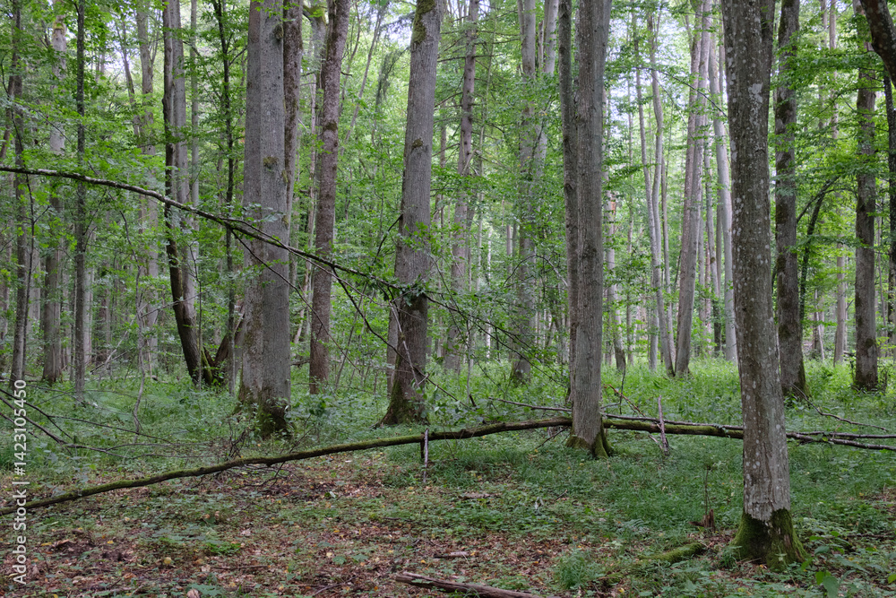Late summer rich deciduous stand with old trees and lush foliage