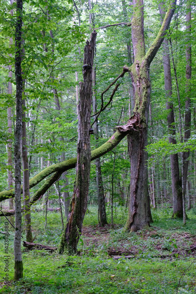 Late summer rich deciduous stand with old trees and lush foliage