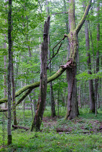 Obraz na płótnie Late summer rich deciduous stand with old trees and lush foliage w salonie