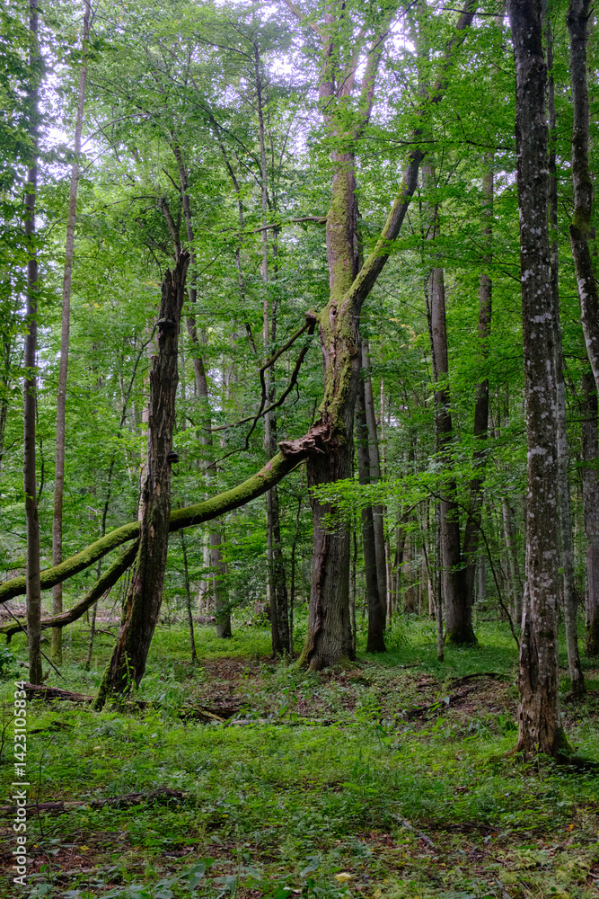 Late summer rich deciduous stand with old trees and lush foliage