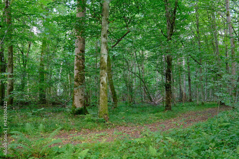 Late summer rich deciduous stand with old trees and lush foliage