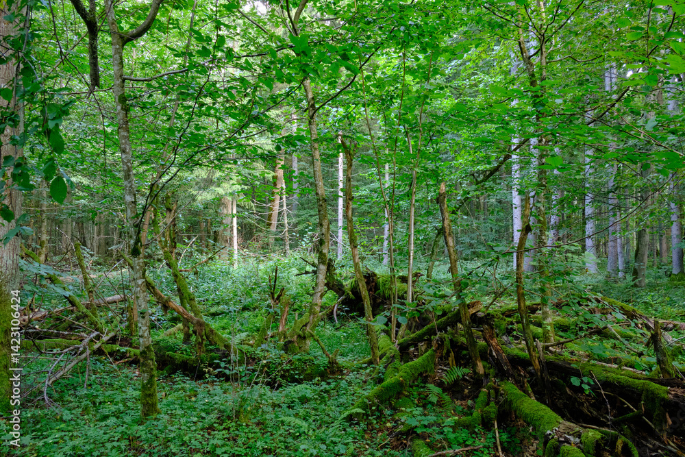 Late summer rich deciduous stand with old trees and lush foliage
