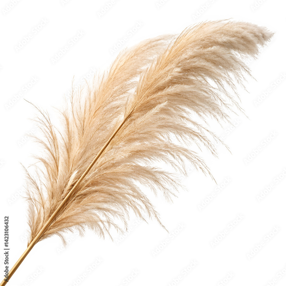 Fototapeta premium High resolution PNG of pampas grass plume with beige feathery fronds